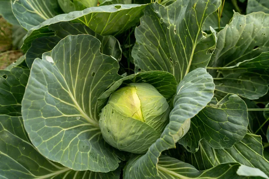 Farm-to-Table Culinary Journey